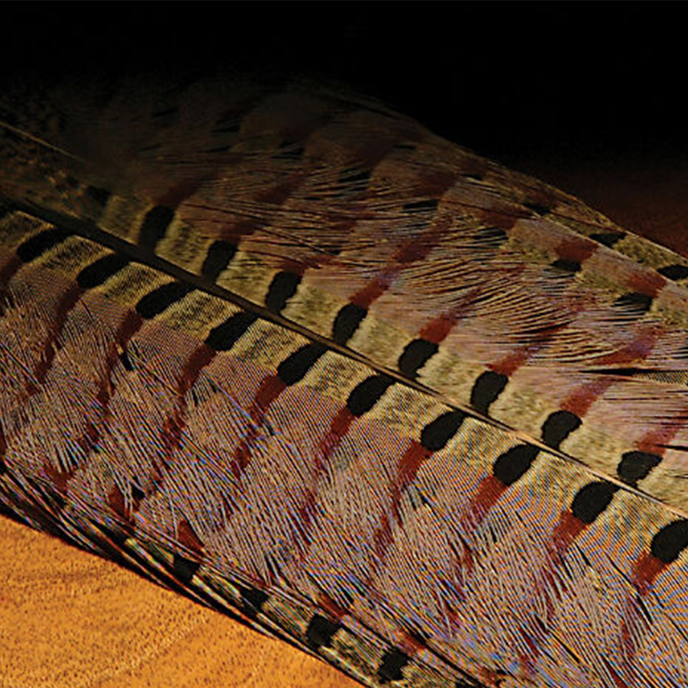 Ringneck-Pheasant-Tail-Clump.jpg